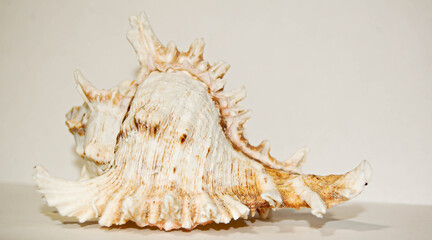 seashell