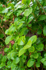 close up of green leaves