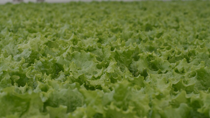 Inside the greenhouse with seedlings