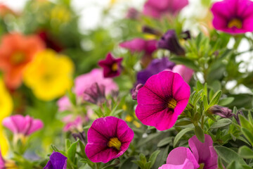 Fototapeta premium Calibrachoa