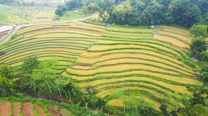 Fototapeta na wymiar top view of rice terraces in Mangunan Bantul Yogyakarta