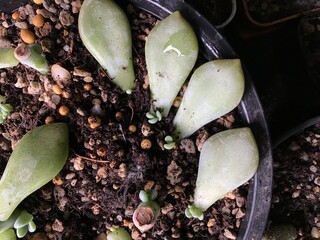 Green baby succulent in nature garden 