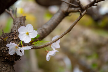 cherry blooms at the park close shot 