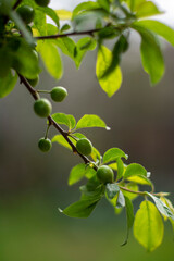 branch of a tree with leaves