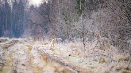 Morning autumn frosts on the grass, husky dog, dog walk in the woods.