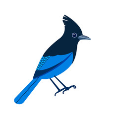 Steller's jay, Cyanocitta stelleri is a bird native to western North America. Blue bird Cartoon flat beautiful character of ornithology, vector illustration isolated on white background