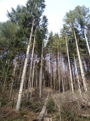 Needles