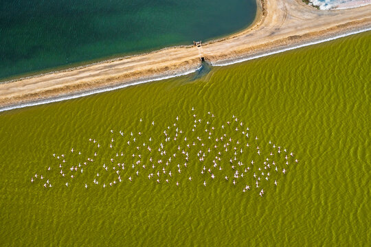 Aerial view of a flock of bird flying over the green water of Swakopmund salt pan orange field, Namibia.