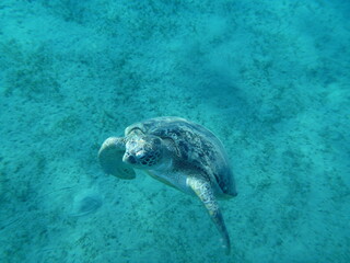 Fototapeta premium turtle swimming in the sea