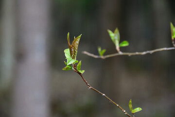 Close-up of the first tender green-brown leaves on thin twig of a forest bush in the soft light of a cloudy day against a blurred background of a dark underbrush.