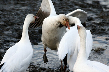 Des oies des neiges en migration