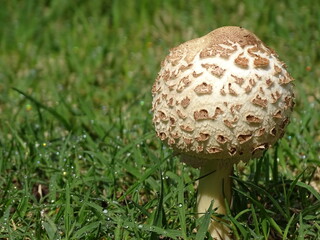 mushroom in the grass 004