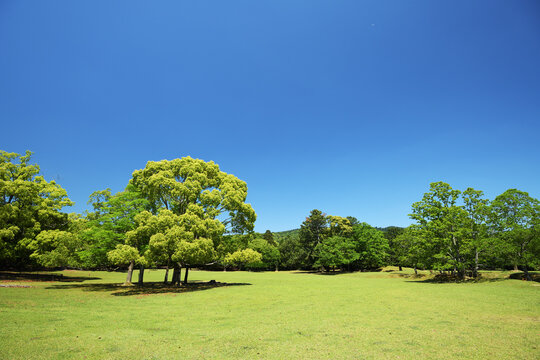 奈良公園　飛火野