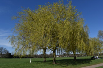 Obraz premium willow trees in the park. Essex, UK