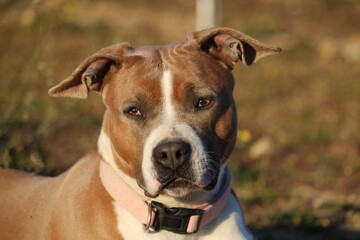 Joli portrait d un américain Staffordshire terrier