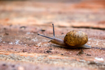 snail on a stone