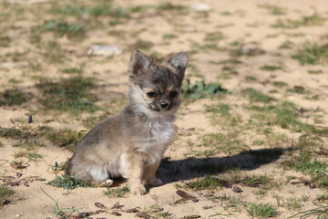 petits chiots chihuahuas à poils longs