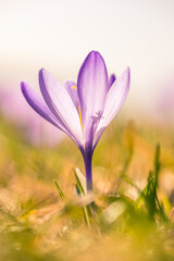 Fototapeta premium Macro shot of an opened wild coconut flower