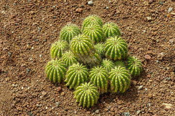 Close up of cactus, cactus in the desert