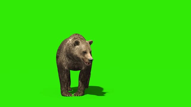 Bear Attacks Green Screen Front 3D Rendering Animation 4K