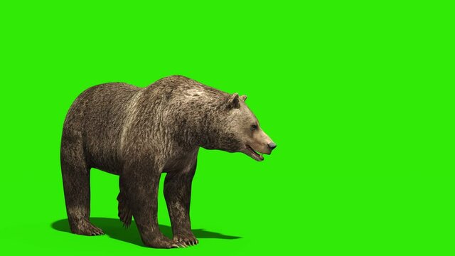 Bear Attacks Green Screen Side 3D Rendering Animation 4K