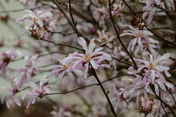 Sternmagnolie in voller blüte