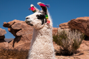 Lhamas domesticadas na região do Deserto do Atacama no Chile. Elas são criadas para produção de...