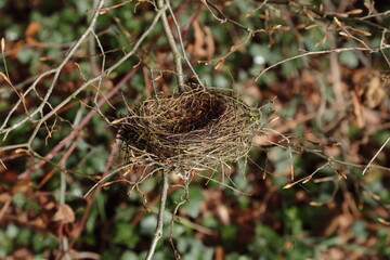 Vogelnest