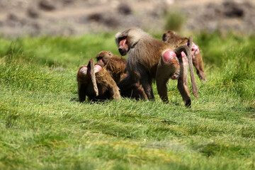 Babouin gélada et ses petits (papio theropithecus gelada)
