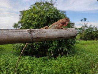 A brown chameleon perched on the end of a bamboo spool. Against the tropical green background