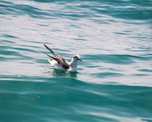 seagull on the sea