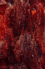 nature colors tree texture in stories