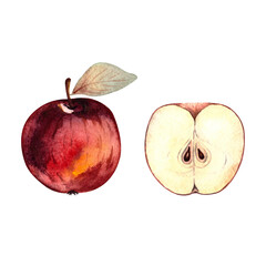 Red apple and half an apple, watercolor illustration, isolated element on a white background. Illustration of fruits for food packaging, shops, menus, cafes.