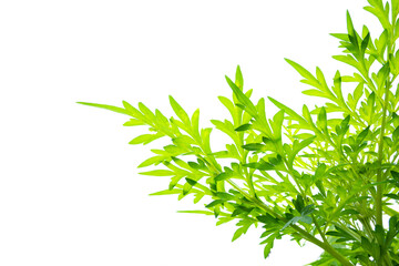 Fototapeta premium green leaf