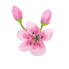 Naklejka na ściany i meble Cherry flower with buds isolated on white background. Flower head. Single object. The illustration is hand-drawn in watercolor.