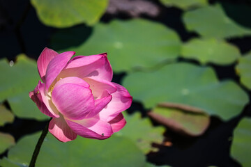 Obraz na płótnie Canvas Close up pink lotus flower in pond is beautiful