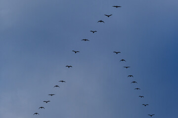 flock of birds flying in the sky
