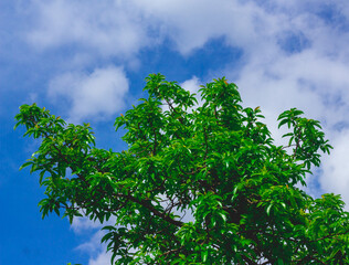a very shady avocado tree with a beautiful sky backdrop