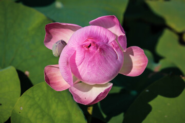 Close up pink lotus flower in pond is beautiful