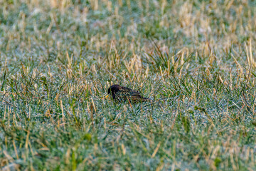 The common starling or European starling (Sturnus vulgaris) feeding in the green field