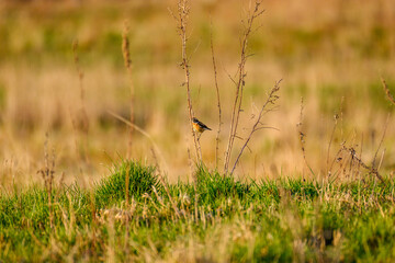 the chaffinch (Fringilla coelebs) feeding in the green field