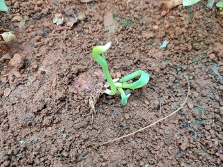 ANIAN SMALL ROOTS PLANT IMAGE