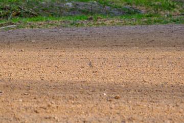 The grey partridge (Perdix perdix) feeding in the brown field