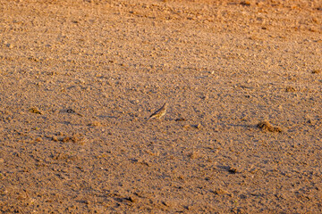 The grey partridge (Perdix perdix) feeding in the brown field