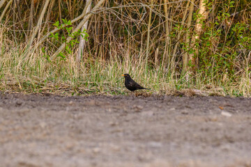 The common starling or European starling (Sturnus vulgaris) feeding in the green field