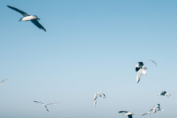 Many seagulls hover in the blue bright sky. Skyline background. Beautiful white clouds in the sky. Horizon of the sea
