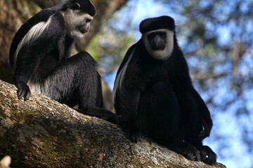 Colobe guereza (colobus(colobus) guereza)
