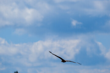 flock of birds flying in the sky