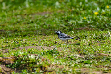 The white wagtail (Motacilla alba) feeding in the green field