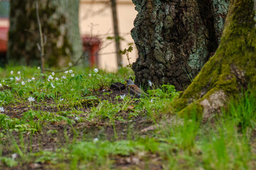 The white wagtail (Motacilla alba) feeding in the green field